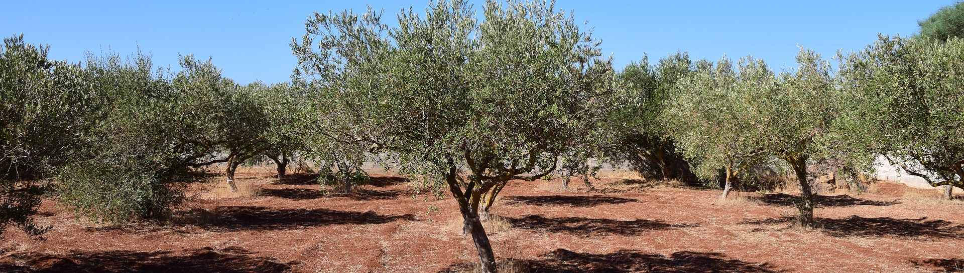 olivenbäume